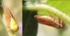 Oncopsis flavicollis